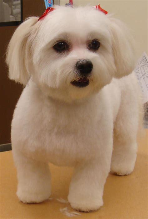 Grooming Maltese-Mix by ChassyGirl on DeviantArt