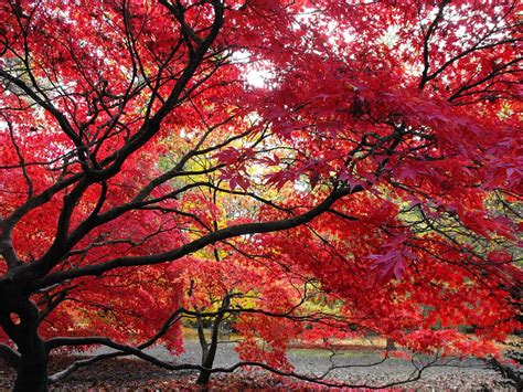 Autumn Red, fall, color, tree, leaves, HD wallpaper | Peakpx