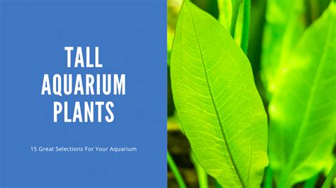 15+ Tall Aquarium Plants (With Photos) - AquariumStoreDepot