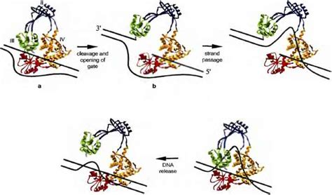 Topoisomerase Functions And Dna Topology Problems - Base Pairs