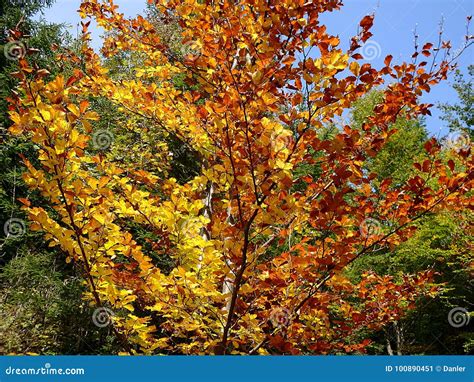 Colorful Deciduous Tree in Autumn Stock Image - Image of fall, forest: 100890451