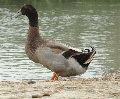 Rearing ducks for egg production - Vet Extension