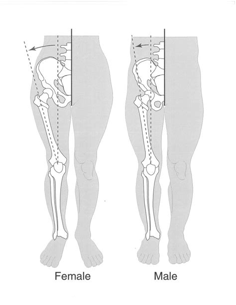 the femal and male legs are shown in this diagram, with different areas labeled