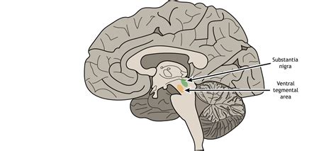 Substantia Nigra And Ventral Tegmental Area