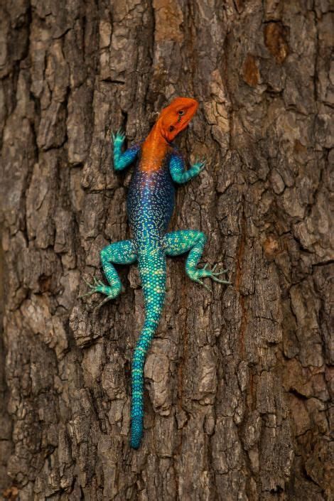 42 of World's Most Radiant Animals | Cute reptiles, Colorful lizards ...