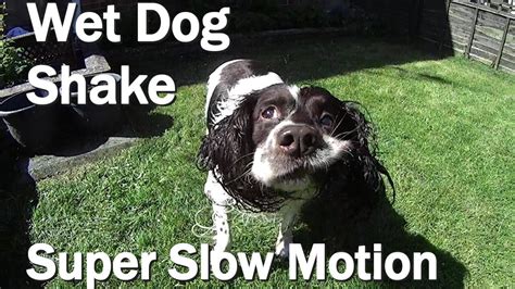 Wet Dog Shake Super Slow Motion - YouTube