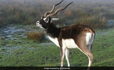 Andhra Pradesh Gets Separate State Symbols After Split, Blackbuck Is State Animal