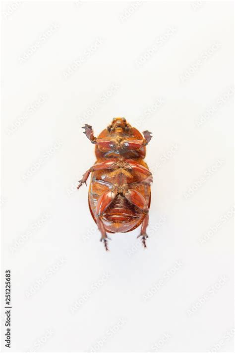 Beetle brown. Female Rhino beetle. Anatomy of an insect. Beetle on white background. Red-brown ...