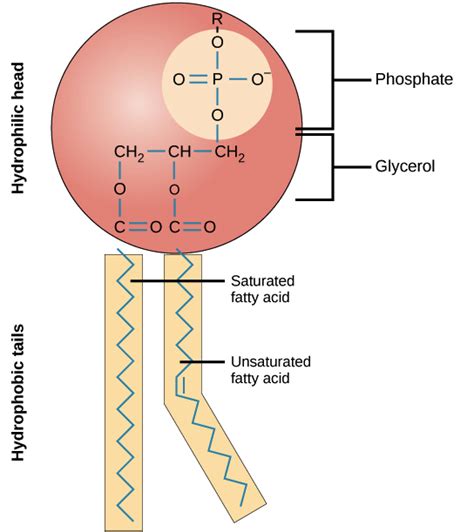 Basic Chemical Makeup Of Lipids - Mugeek Vidalondon