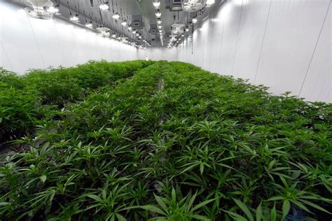 Ohio medical marijuana 1 year in: What you need to know about successes ...