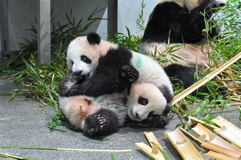 Giant panda twins at Ueno zoo to debut from Jan. 12 | The Asahi Shimbun ...