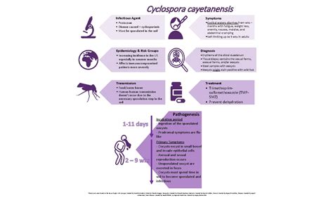 Cyclospora cayetanensis Infectious Agent Symptoms Protozoan Disease caused