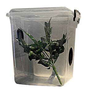 Praying Mantis,Stick Insect,Arboreal Cage,Tank,Enclosure LARGE SIZE | eBay