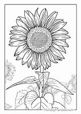54 Sunflower Coloring Pages Free PDF Printables sketch template