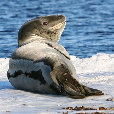 Leopard seals — Australian Antarctic Program