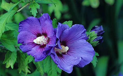 Pruning Hardy Hibiscus For Winter Uk