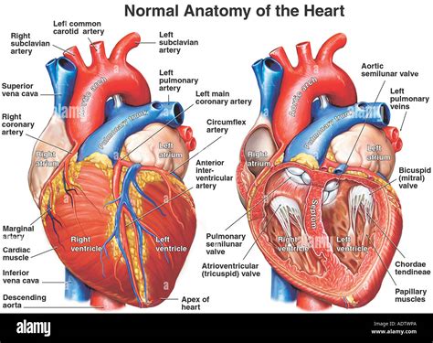 Anatomia Del Corazon