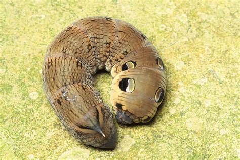 Elephant Hawk Moth Caterpillar – wildlifemacro