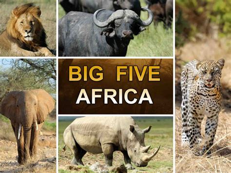 The Big Five Animals of Africa (Plus Wild Facts!)