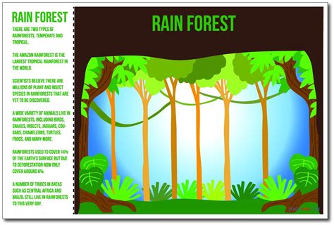 Rainforest Ecosystems