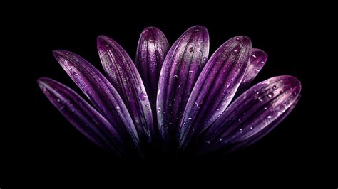 WALLPAPERS HD: Dark Purple Flower