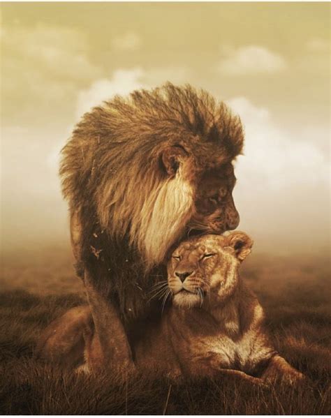 Lion - Lioness - Couple Couple Lion, Beautiful Creatures, Animals Beautiful, Animals And Pets ...