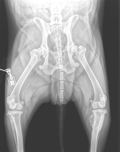 My dog was diagnosed with osteosarcoma yesterday. What are realistic expectations? Is there any ...