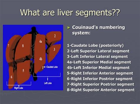 Segmental Anatomy Of Liver - Anatomy Reading Source