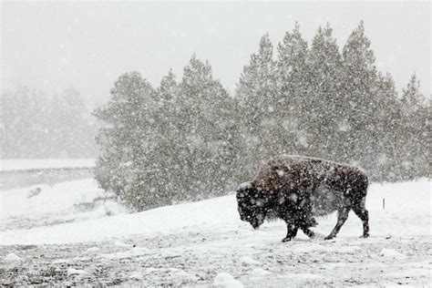 Yellowstone in winter: Visiting Old Faithful in winter