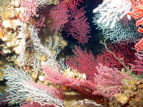 Southeast Deep Coral Initiative: Exploring Deep-Sea Coral Ecosystems ...