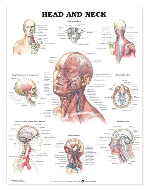 Head and Neck Anatomical Chart