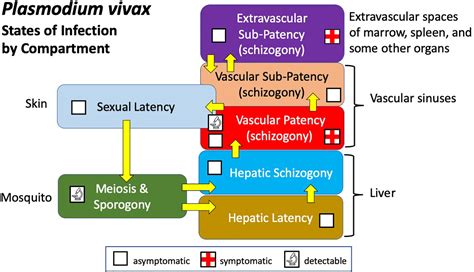 Frontiers | Basic Research of Plasmodium vivax Biology Enabling Its Management as a Clinical and ...