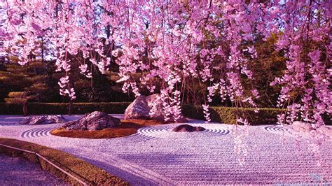 Japanese Cherry Blossom Garden Wallpaper|http://refreshrose.blogspot.com/