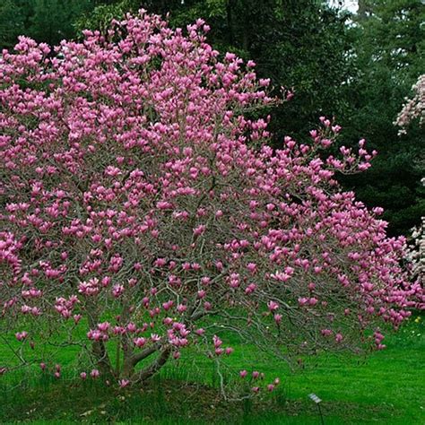 Flowering Shade Trees Zone 5 - 7 Small Flowering Trees For Small Spaces Arbor Day Blog - The ...