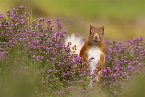 Red squirrel conservation