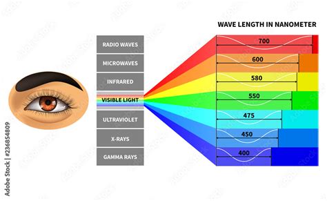 Visible light spectrum. Color waves length perceived by human eye ...