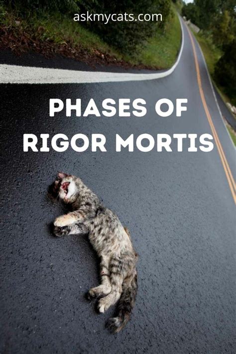 Rigor Mortis In Cats: Know Everything About It