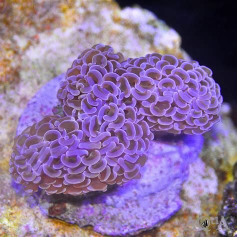 Pink Wall Hammer Coral (Euphyllia ancora) - Aqua Imports