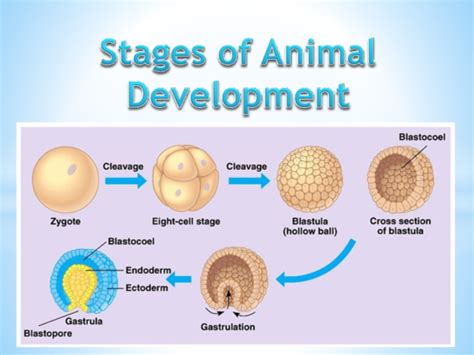 (PPT) Stages of Animal Development | Maria Cristina Pol, LPT - Academia.edu