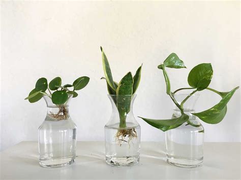 How to Propagate Your Plants: Three Easy Ways to Make Two Plants Out of One — Plant Care Tips ...