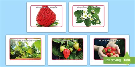 Strawberry Life Cycle Photos (Teacher-Made)