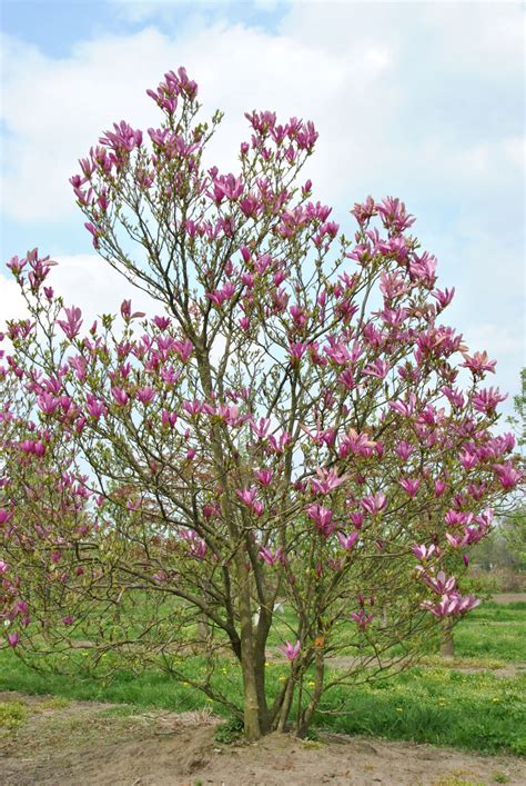 Magnolia 'Susan' | Magnolia 'Susan' - Van den Berk Nurseries