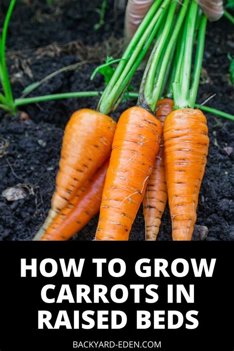 How to Grow Carrots in Raised Beds: A Step-by-Step Guide - Backyard Eden