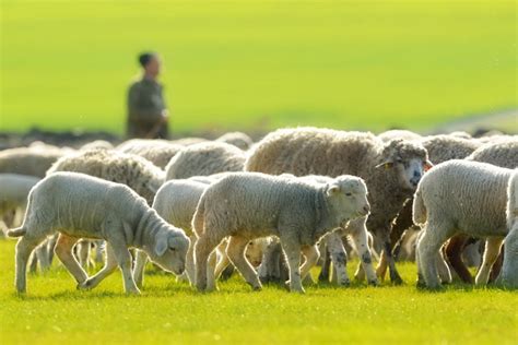 A shepherd is leading his flock on field