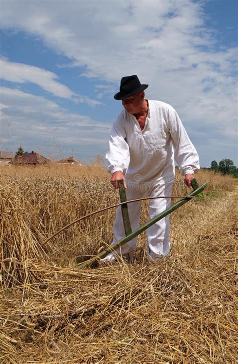 Farmer Harvesting Wheat with Scythe Editorial Stock Photo - Image of fall, agriculture: 96417303