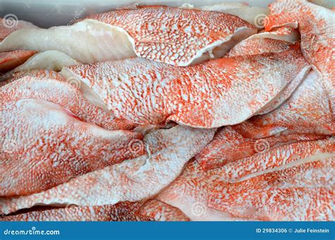 Ocean Perch stock photo. Image of seafood, filet, fish - 29834306