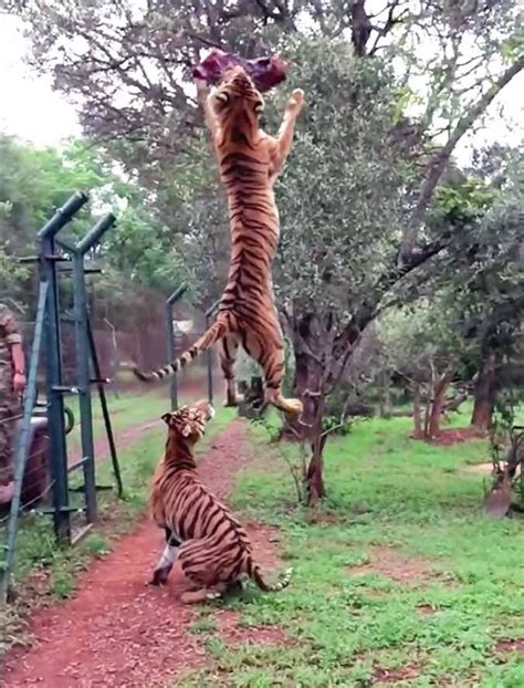 Tiger Jumps To Catch Meat | Funny animals, Cute wild animals, Wild ...