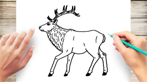 elk head drawing easy - intralog-unla