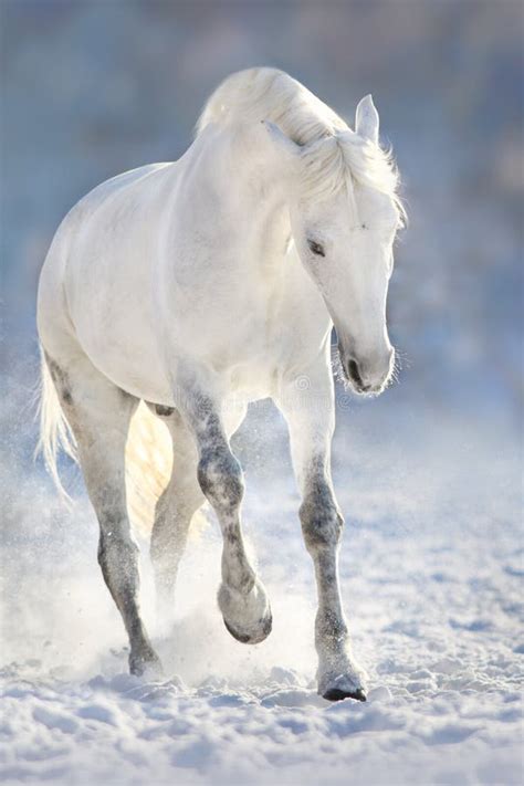 White horse in snow stock image. Image of purebred, forest - 21511725