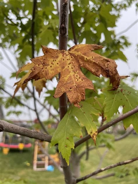 Maple tree leaves turning brown/yellow | DIY Home Improvement Forum